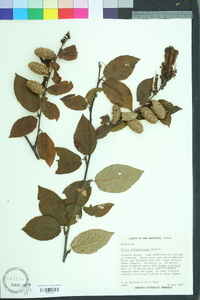 Betula alleghaniensis image