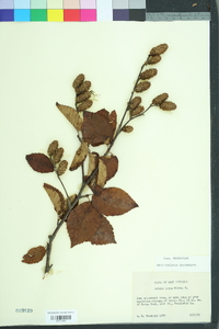 Betula alleghaniensis image