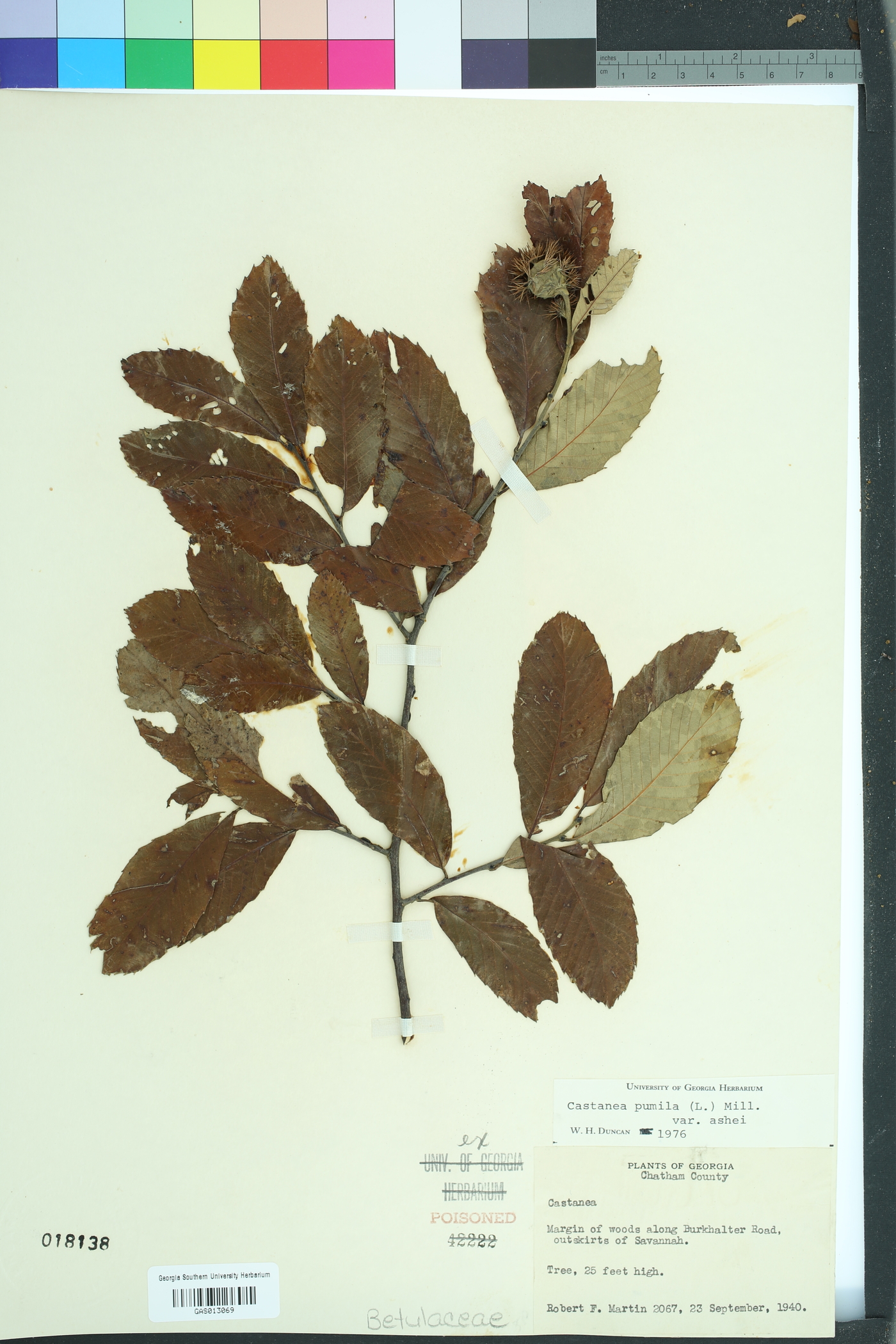 Betula pubescens image