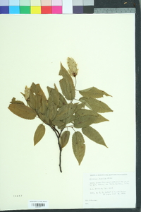 Carpinus japonica image