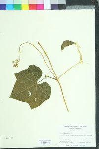 Sicyos angulatus image