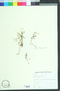 Oxalis corniculata image