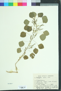 Acalypha indica image
