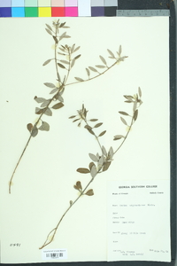Croton argyranthemus image