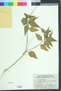 Croton bonplandianus image