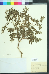 Croton monanthogynus image