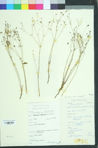 Euphorbia exserta image