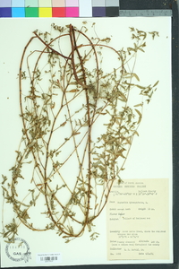 Chamaesyce hyssopifolia image