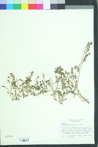 Euphorbia prostrata image