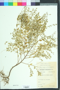 Phyllanthus caroliniensis image