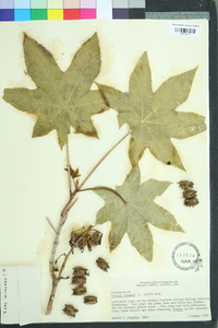 Ricinus communis image