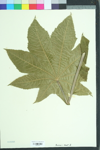 Ricinus communis image