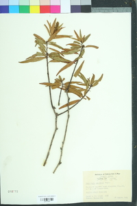 Stillingia aquatica image