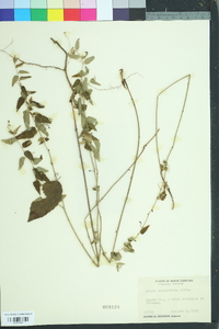 Tragia urticifolia image