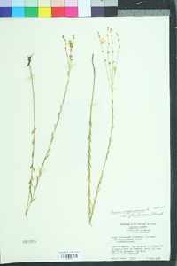 Linum floridanum image