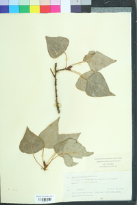 Populus canadensis image