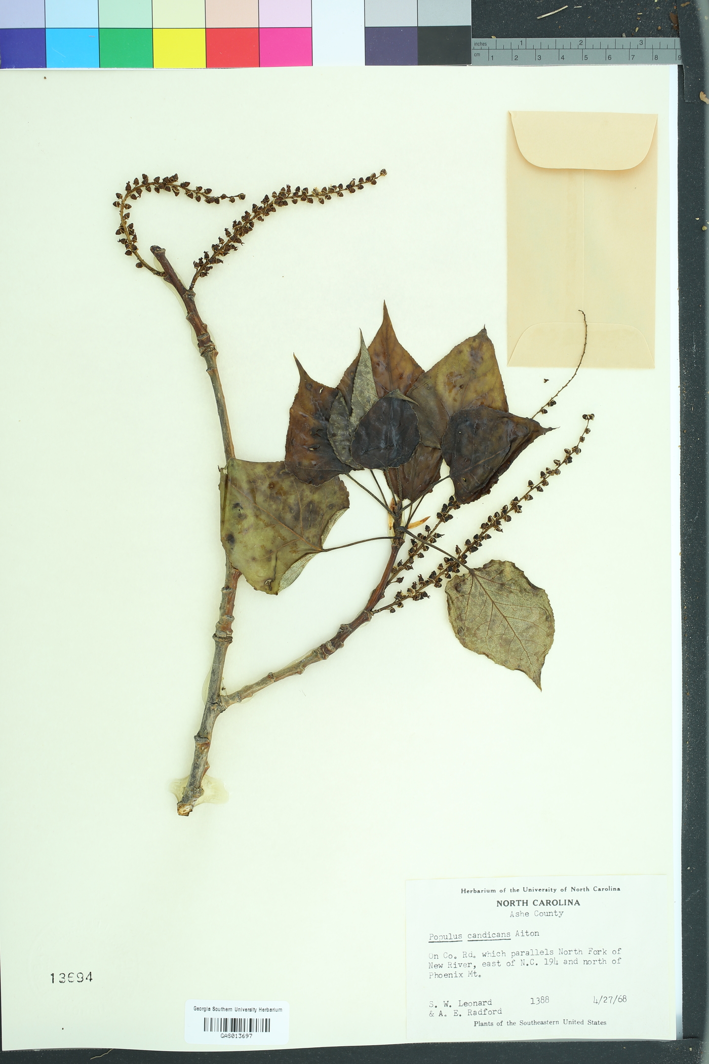 Populus balsamifera balsamifera image