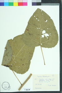 Populus heterophylla image