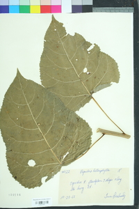 Populus heterophylla image