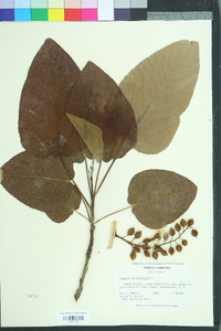 Populus heterophylla image