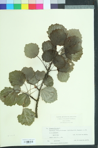 Populus tremula image