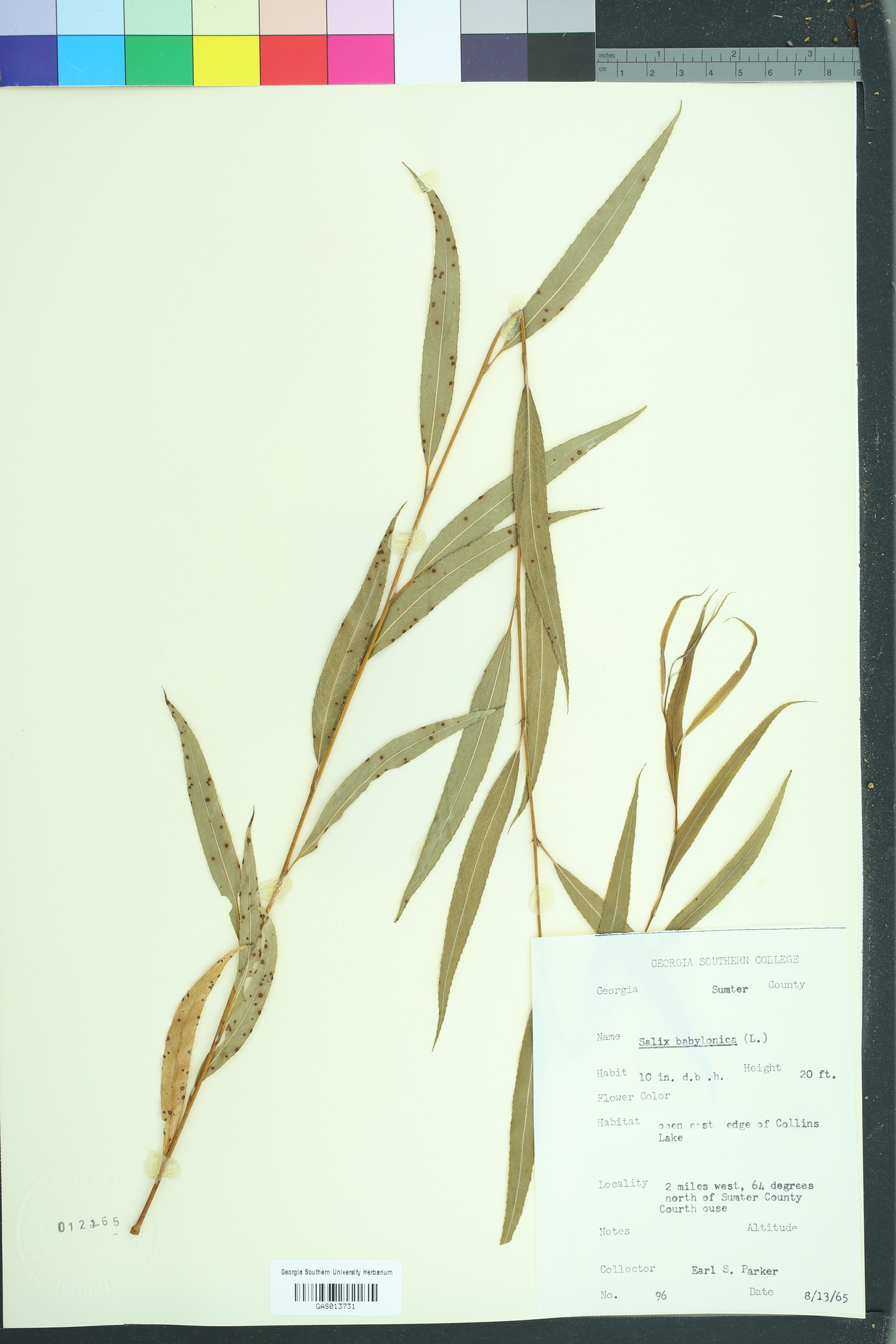 Salix pendulina image