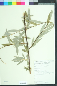 Salix pendulina image