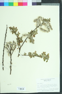 Salix caprea image