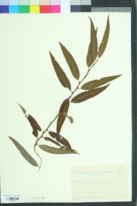 Salix caroliniana image