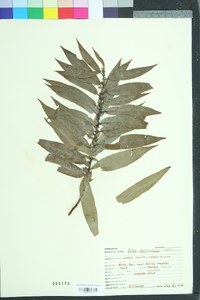 Salix caroliniana image