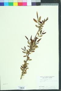 Salix caroliniana image