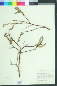 Salix lasiolepis image