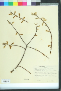 Salix sericea image