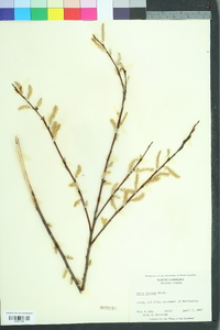 Salix sericea image