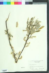 Salix sericea image
