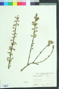 Salix sericea image