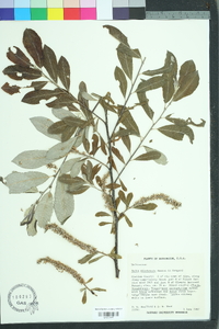 Salix sitchensis image