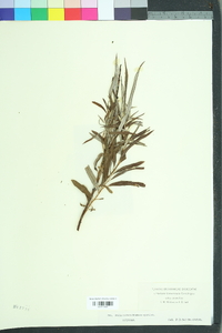 Salix viminalis image
