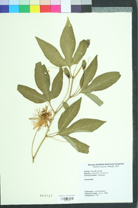 Passiflora incarnata image