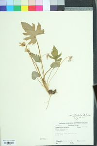 Viola palmata image