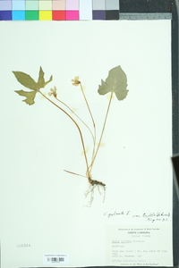 Viola palmata image