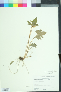 Viola palmata image