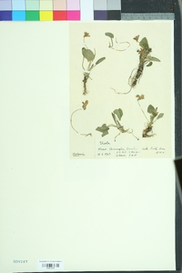 Viola hirta image