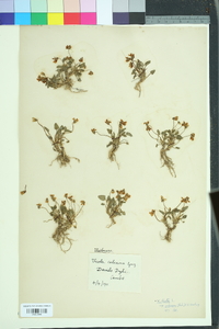 Viola hirta image