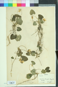 Viola odorata image