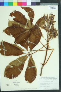 Aesculus sylvatica image