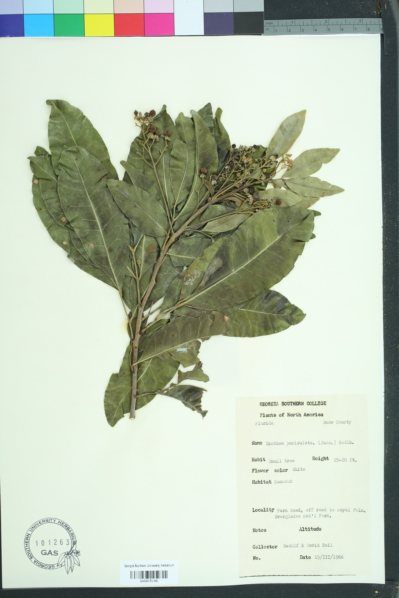 Exothea paniculata image