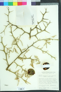 Poncirus trifoliata image