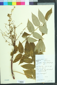 Ailanthus altissima image