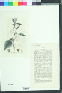 Althaea officinalis image